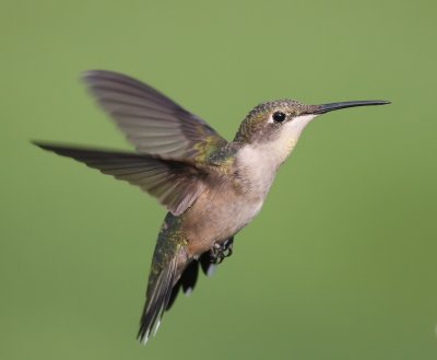 female HIF wings back XXXX IMG_7477 copy.jpg