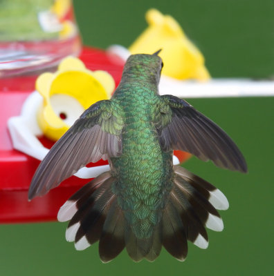 female w tail feathers full fanned XXXXX IMG_6494 copy.jpg