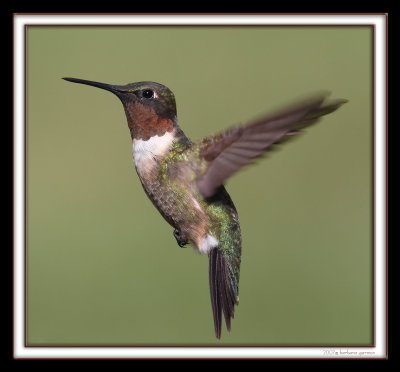 adult male HIF XXXX IMG_8442 copy.jpg