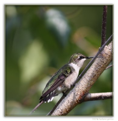 female hummer on branch 2 XXX IMG_8734 copy.jpg