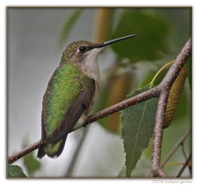 female hummer on tree branch XXX IMG_9136 copy.jpg
