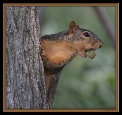 squirrel w nut in mouth 1 IMG_8916 copy.jpg