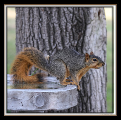 squirrel on bird bath IMG_8961 copy.jpg