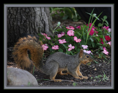 squirrel holding nut in mouth by feeder IMG_8944 copy.jpg