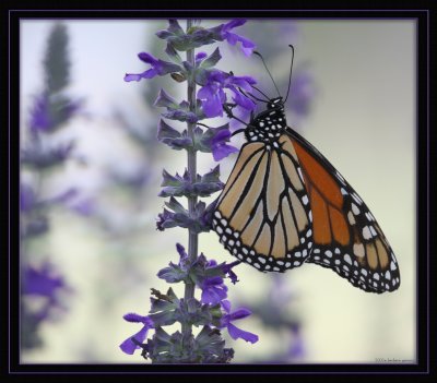 monarch on salvia 2 XXXX IMG_9055 copy.jpg