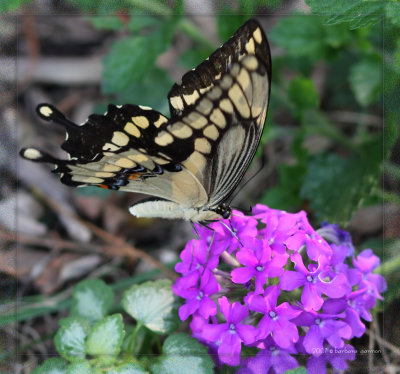 Female Tiger Swallowtail on verbena bloom XXX IMG_9364 copy.jpg