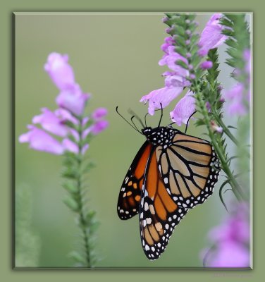 monarch btrfly on obedience blooms 1 IMG_8993 copy.jpg