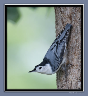 nuthatch on tree trunk 1 IMG_8824 copy.jpg