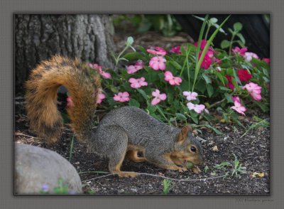 squirrel burying nut IMG_8943 copy.jpg