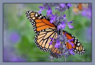 monarch wings open feeding on salvia 1 IMG_9024 copy.jpg