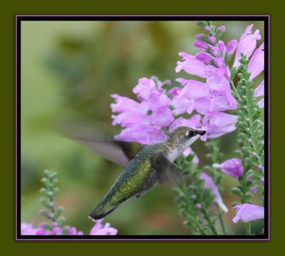 hummer at obedience blooms dry brush IMG_8847.jpg