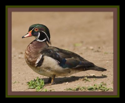male wood duck framed_MG_9592 copy.jpg