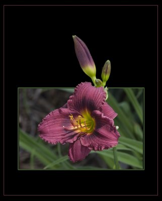 burgundy ruffle daylliy OOF_MG_5154.jpg