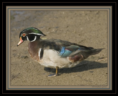 male wood duck spectacular feather display_MG_0712.jpg