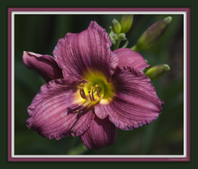 burgundy daylily 1_MG_4599.jpg
