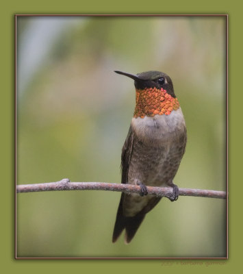 male hummer gorget display XXX IMG_8096.jpg