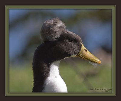 strange duck profile IMG_4925.jpg