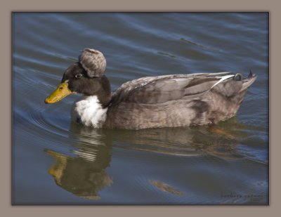strange duck in water IMG_5102 copy.jpg