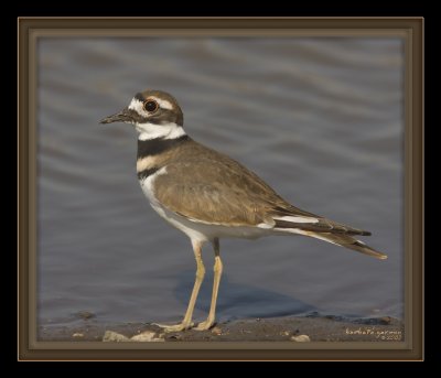 killdeer cl up XXXXX IMG_6244.jpg
