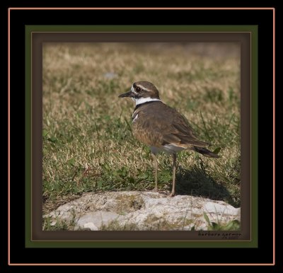 killdeer in grass IMG_6249.jpg
