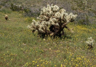 Cholla with Carpet of Flowers