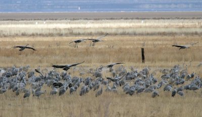 Sandhill Cranes
