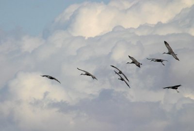 Sandhill Cranes in Flight