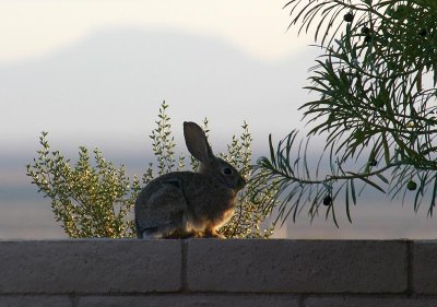 Wall Bunny