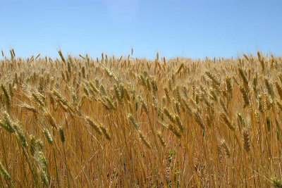 Washington Wheat