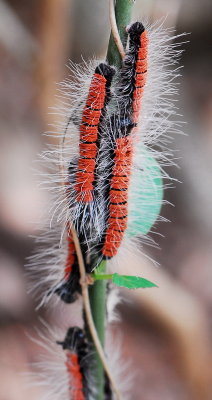 a caterpillar-100