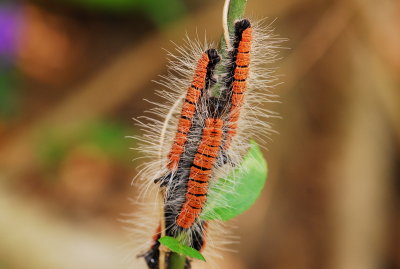 a caterpillar-102