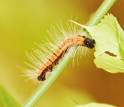 a caterpillar-107