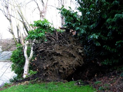 uprooted tree, Hacienda side yard