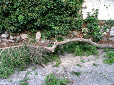 cedar branches blocking the Hacienda driveway