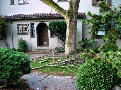 front yard + branch carnage