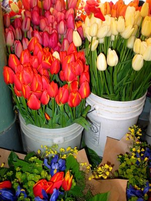 french tulips, 3