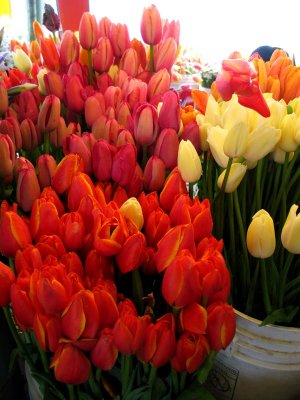 french tulips, 4