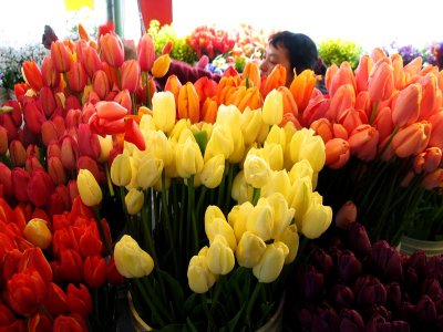 french tulips, 5