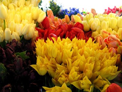 more amazing french tulips