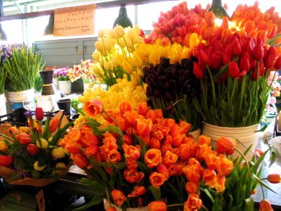 assorted french tulips