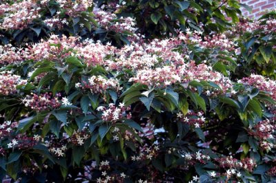 flowering bush whose name i cannot remember