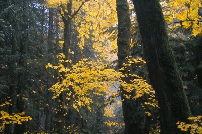 A Wet Oregon Tuesday 11/07/06