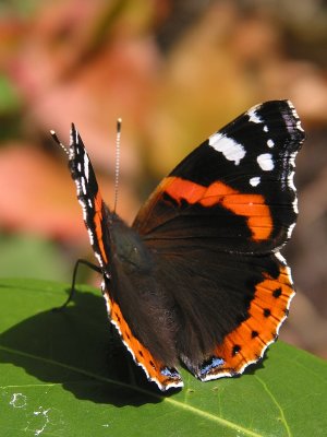 Butterfly in October