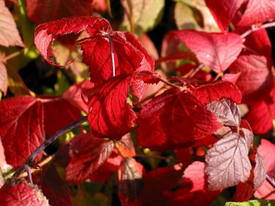 Blakberry leaves in December