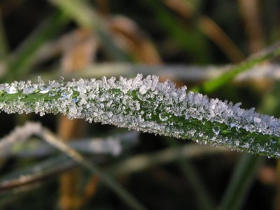 Melting crystals on grass