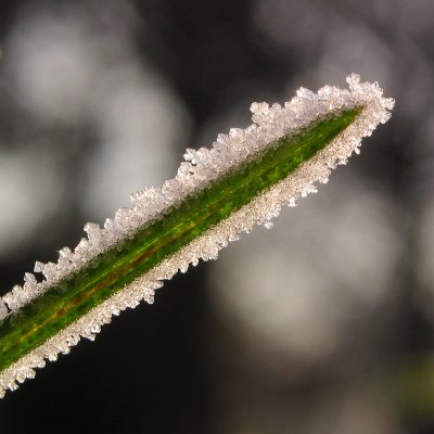 Grass