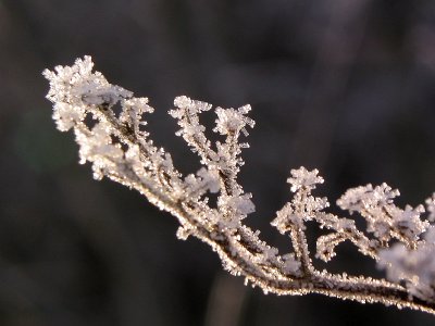 A piece of jewelery