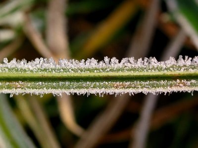Frozen grass