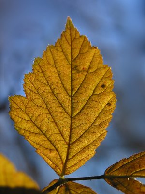 Golden leaf out of season