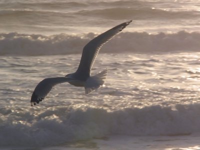 Gull over the waves